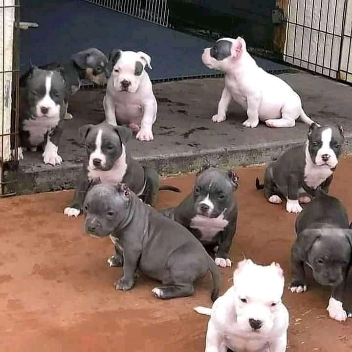 pit bull rescue