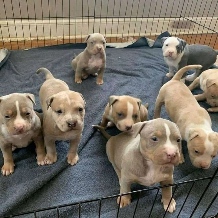 pit bull rescue