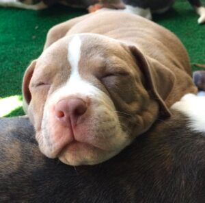Pit bull adoption online