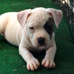 Pit bull puppies Florida