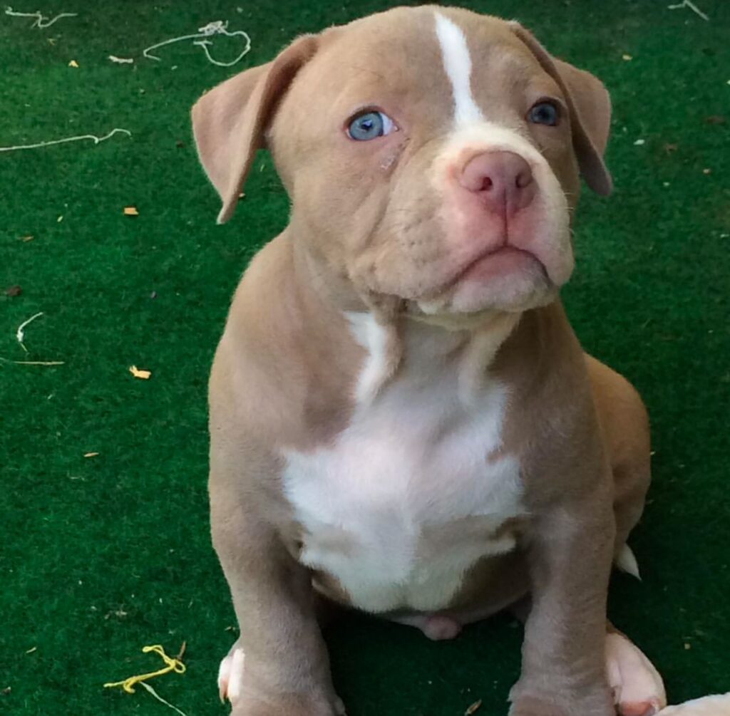 Pit bull adoption online