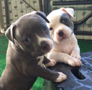 Pit bull puppy