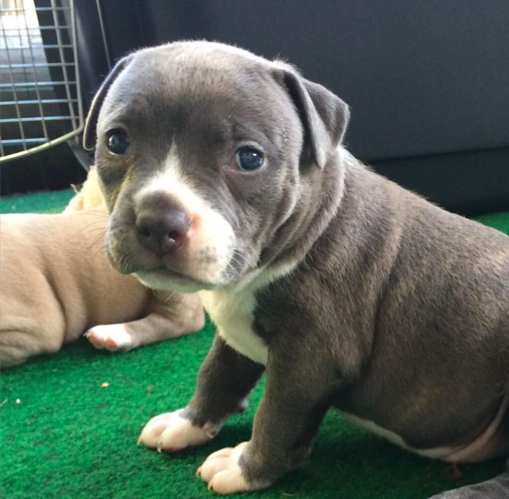 Pit bull puppy