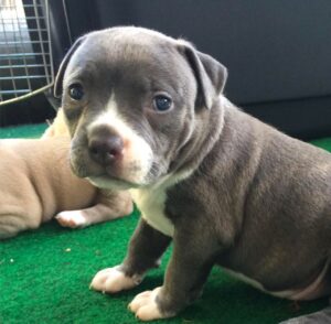 Pit bull puppy