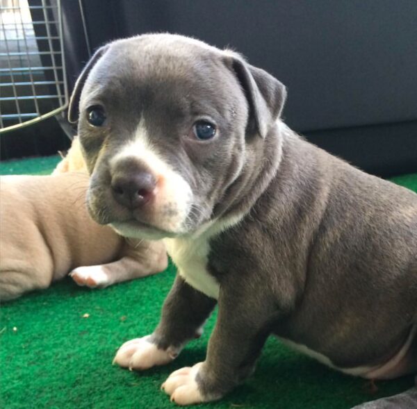 Pit bull puppy