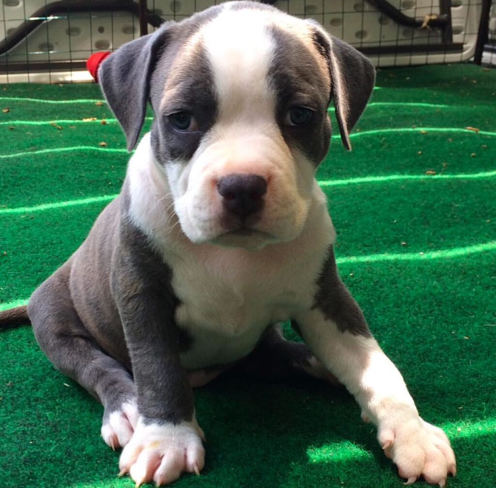 adopt a pit bull