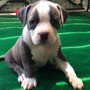 adopt a pit bull
