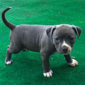 Pit bull puppy