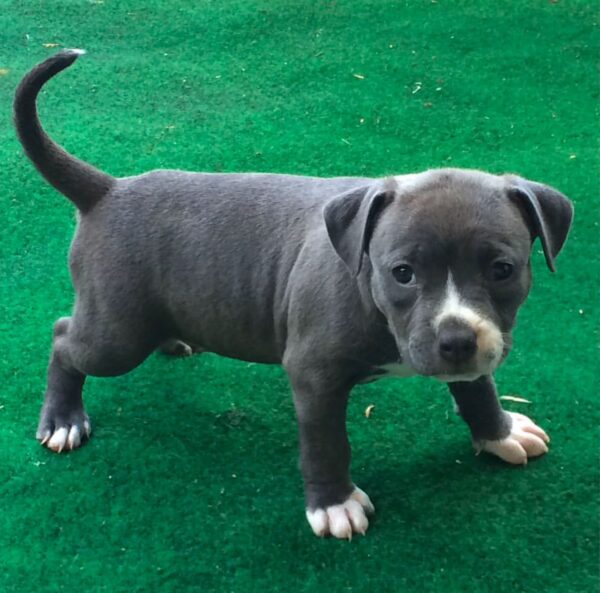 Pit bull puppy