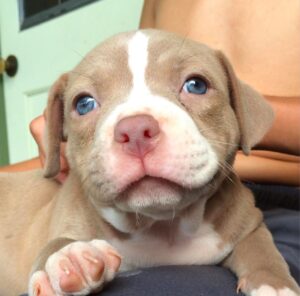 Pit bull adoption online