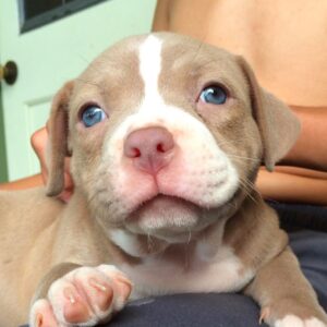 Pit bull adoption online