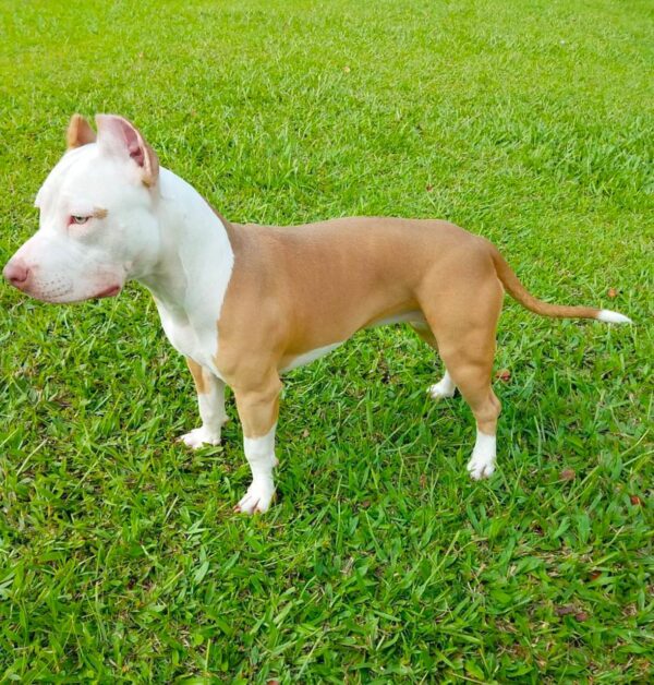 Pit bull shelter