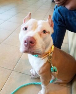 Pit bull shelter