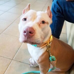 Pit bull shelter