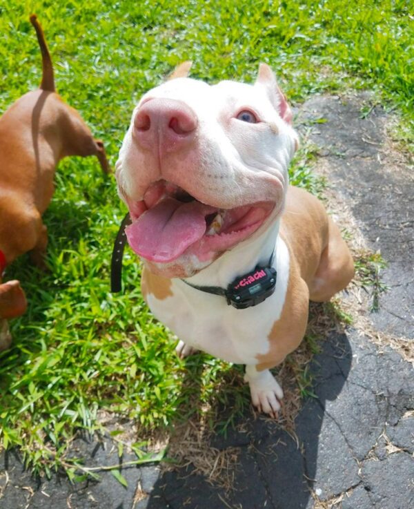 Pit bull shelter