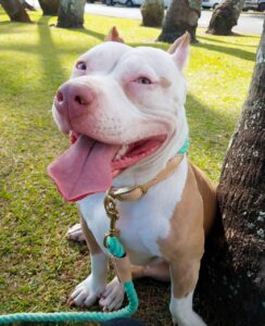 Pit bull shelter