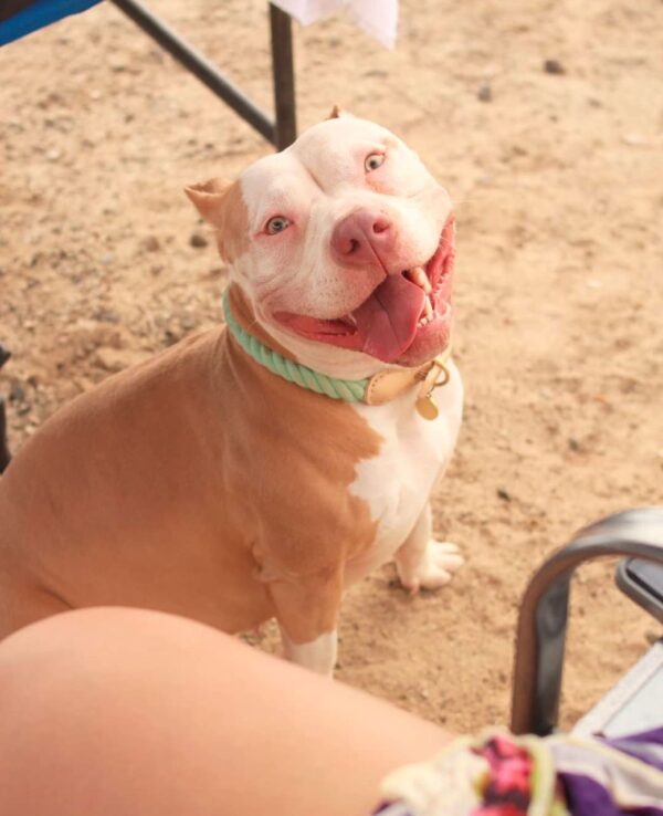 Pit bull shelter