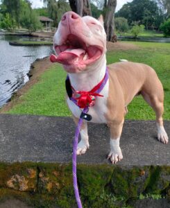 Pit bull shelter