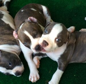 Adopt a pit bull puppy