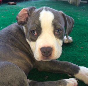 Adopt a pit bull puppy