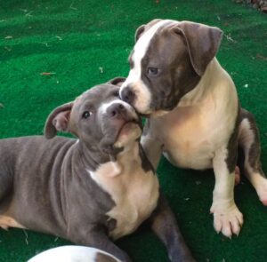 Adopt a pit bull puppy