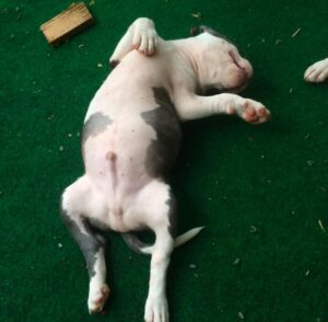 Adopt a pit bull puppy