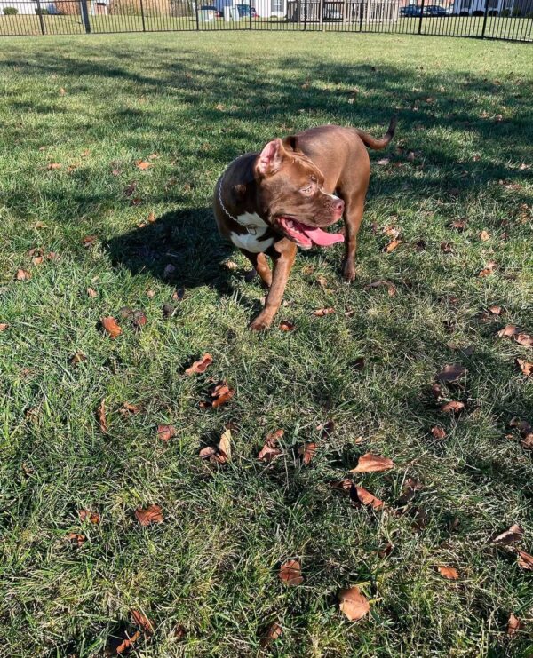 Adopt pit bull