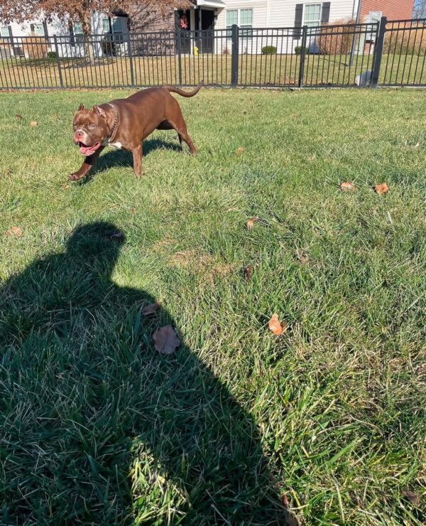 American Pit Bull Nick - Image 6