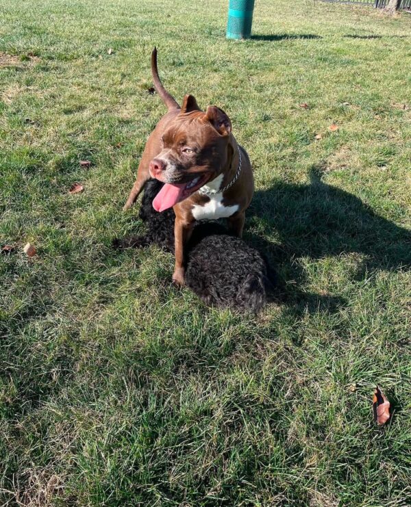 Adopt pit bull