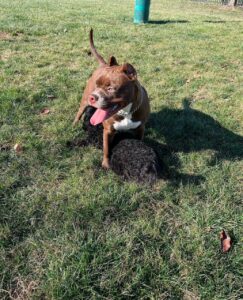 Adopt pit bull