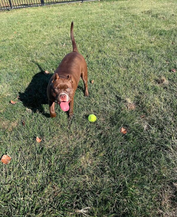 Adopt pit bull