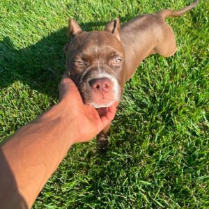 Adopt pit bull