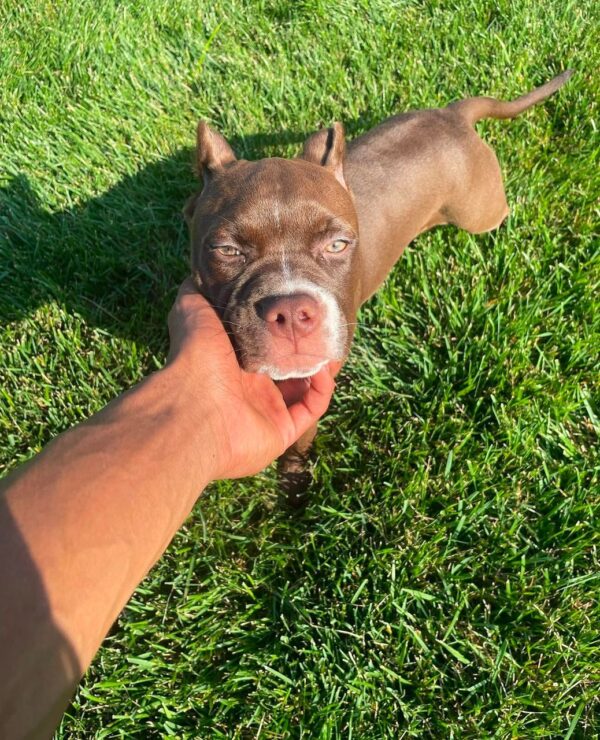 Adopt pit bull