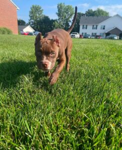 Adopt pit bull